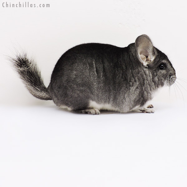 15316 Premium Production Quality Standard Female Chinchilla