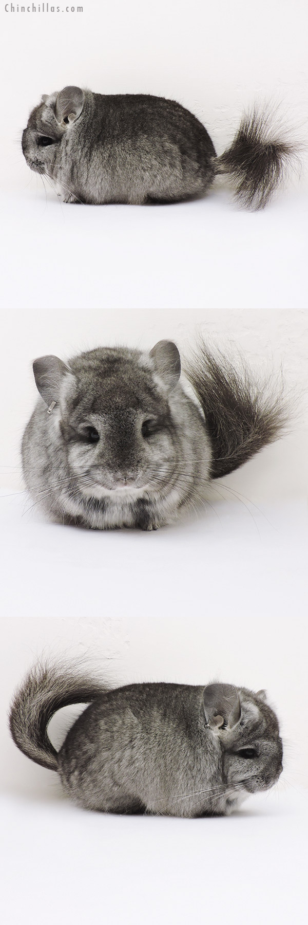 15344 Exceptional Standard  Royal Persian Angora Male Chinchilla