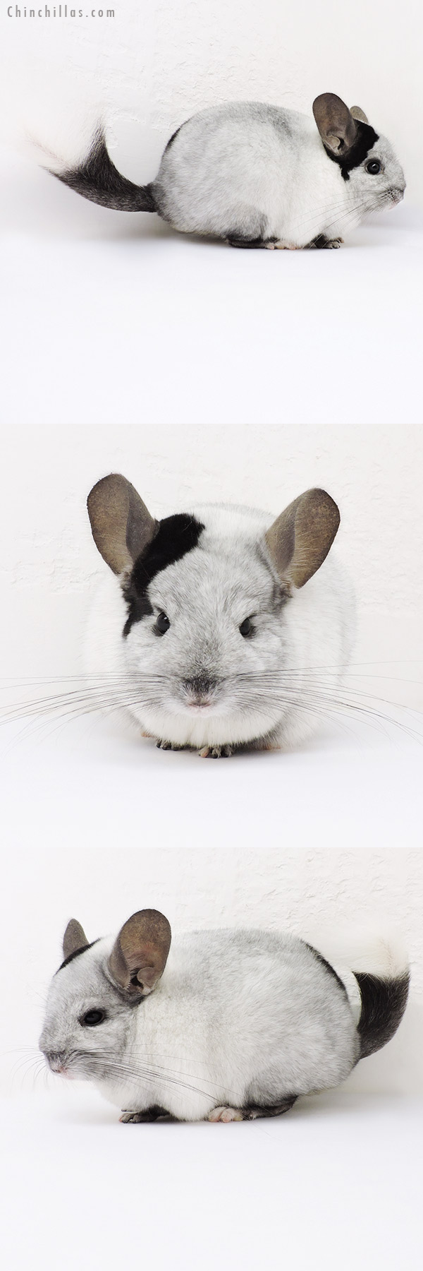 15332 Extreme Ebony & White Mosaic ( Locken Carrier ) Female Chinchilla