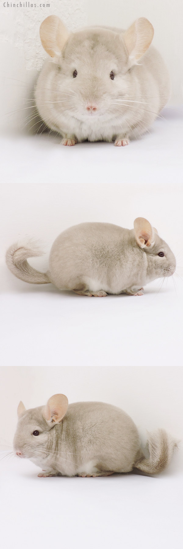 15334 Premium Production Quality Homo Beige Female Chinchilla