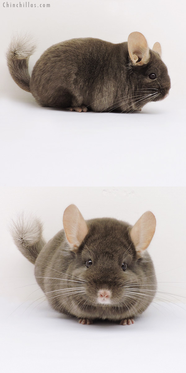 15333 Show Quality Tan Female Chinchilla