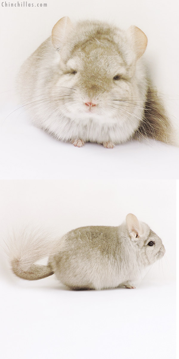 15342 Beige  Royal Persian Angora Female Chinchilla