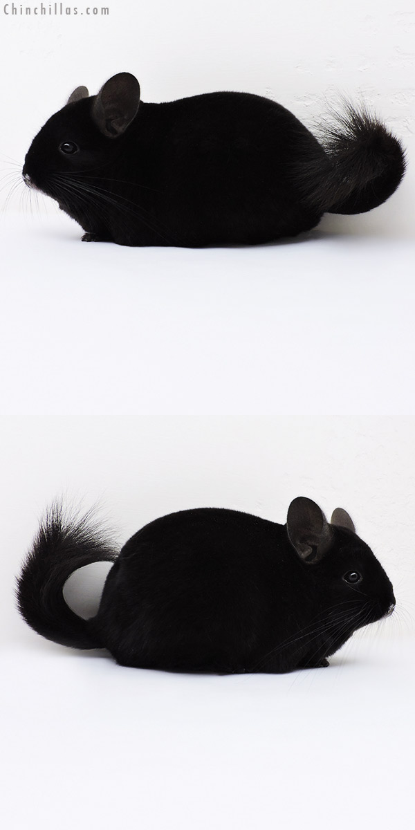 15331 Premium Production Quality Ebony Female Chinchilla