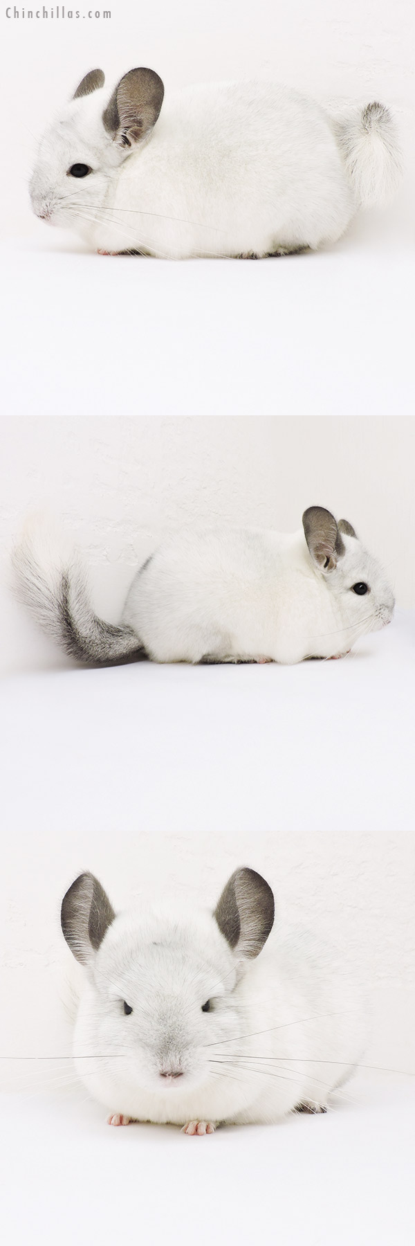 15336 Show Quality White Mosaic Female Chinchilla