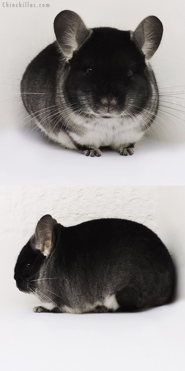 15338 Show Quality Black Velvet Male Chinchilla