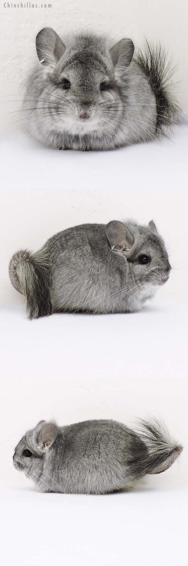 15337 Standard  Royal Persian Angora Female Chinchilla