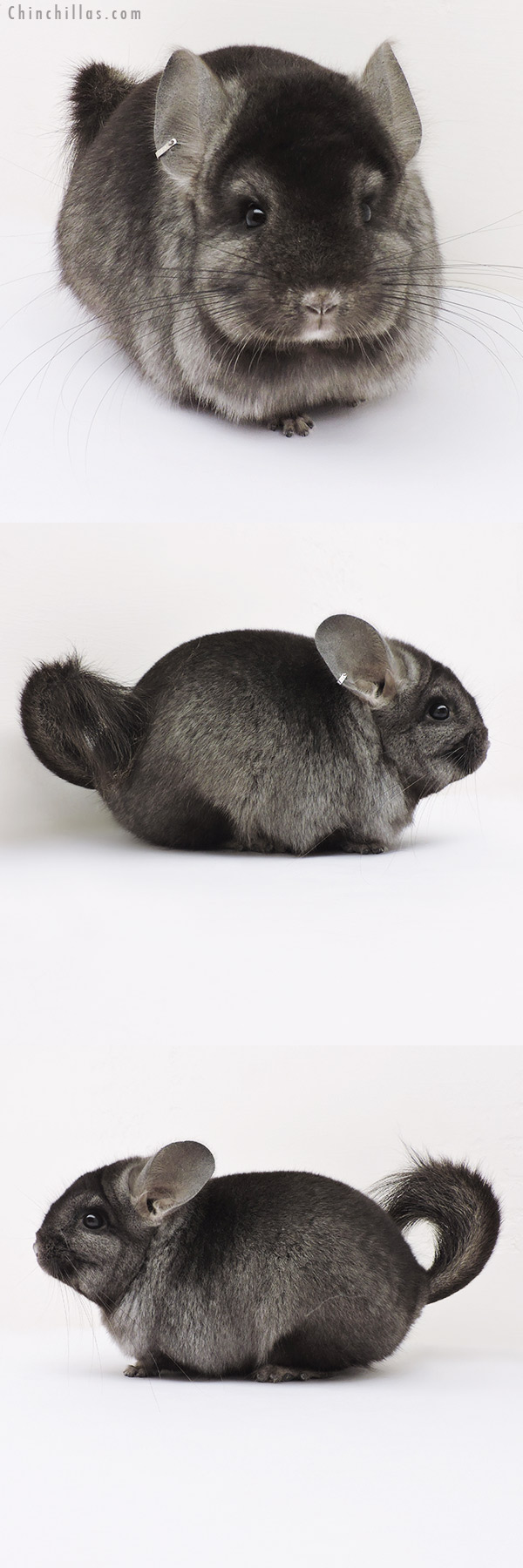 15341 Ebony  Royal Persian Angora Male Chinchilla