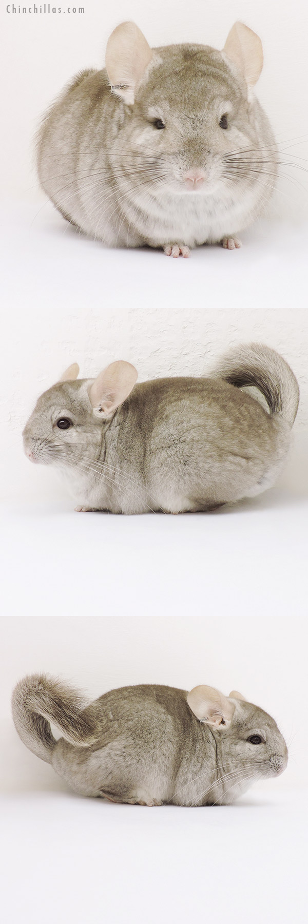 15340 Beige (  Royal Persian Angora Carrier ) Female Chinchilla