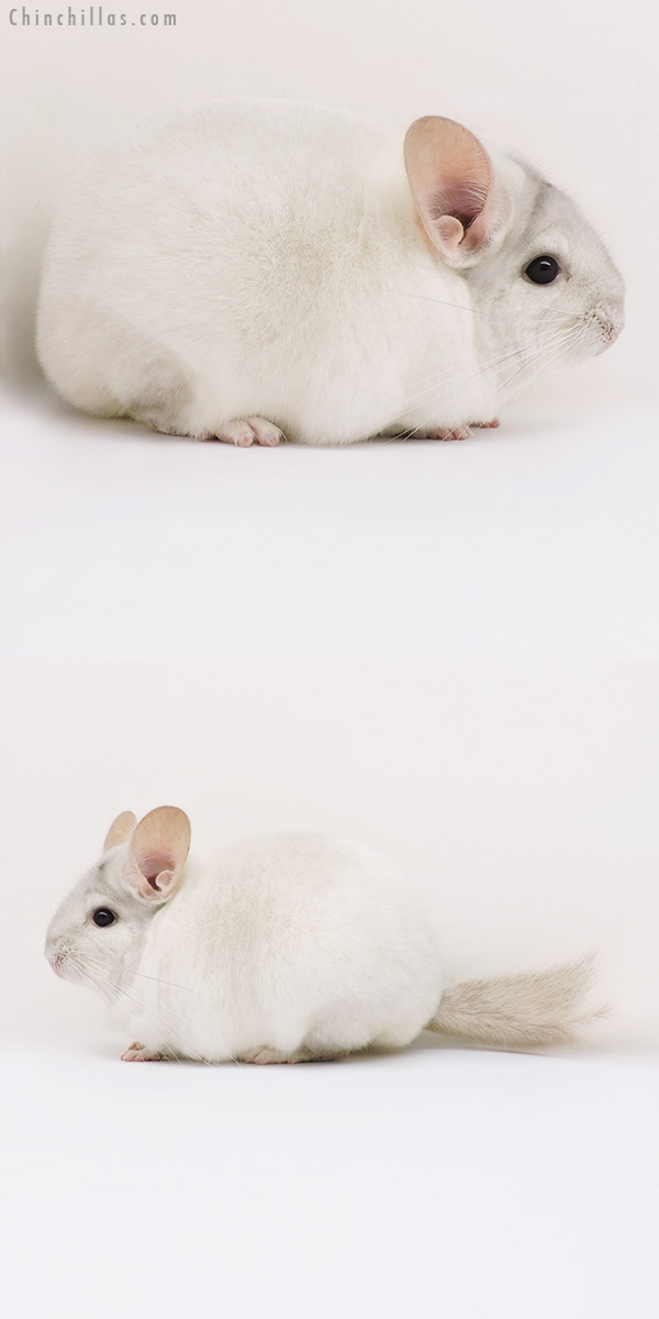 15335 Premium Production Quality Beige & White Mosaic Female Chinchilla