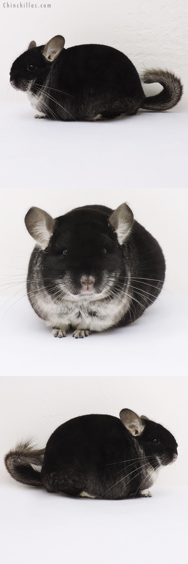 15343 Large Show Quality Black Velvet Male Chinchilla