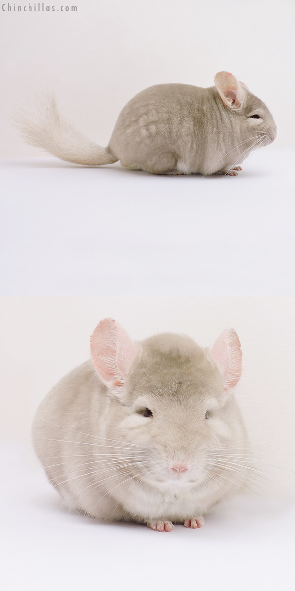 15352 Show Quality Homo Beige Male Chinchilla