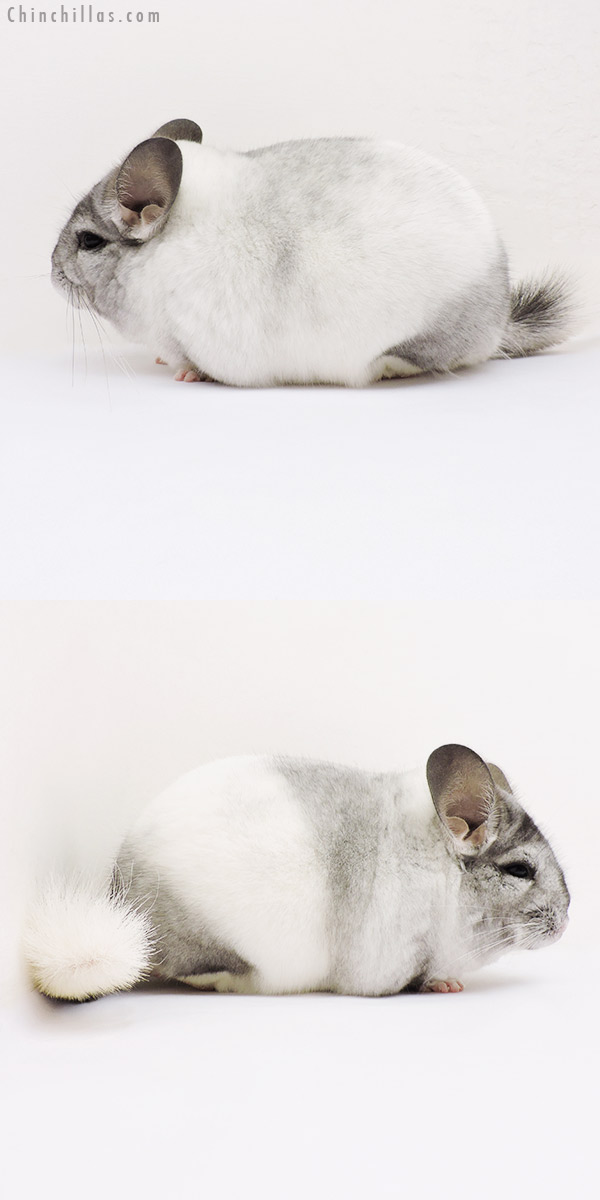 15301 Extra Large Show Quality White Mosaic Male Chinchilla