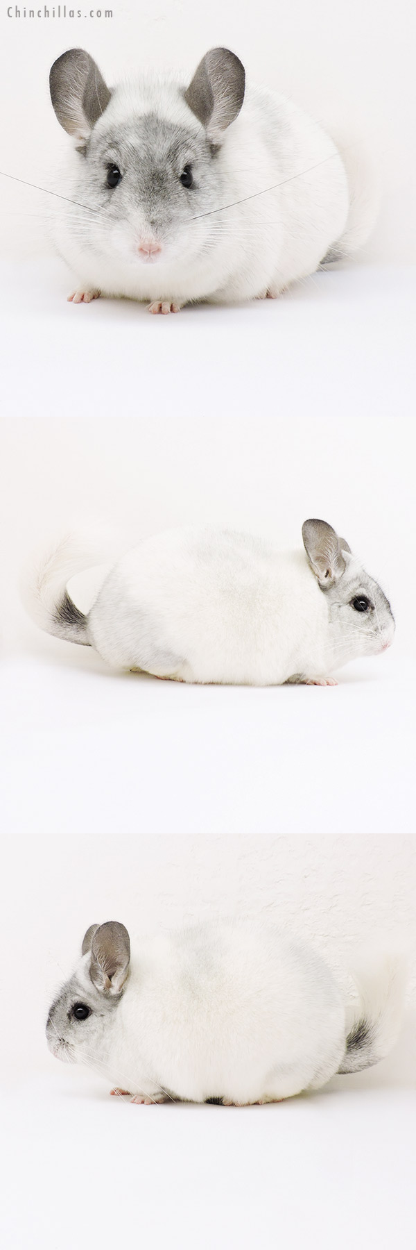 15273 Large Show Quality White Mosaic Female Chinchilla