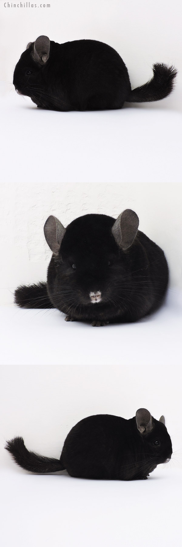 15355 Premium Production Quality Ebony Female Chinchilla