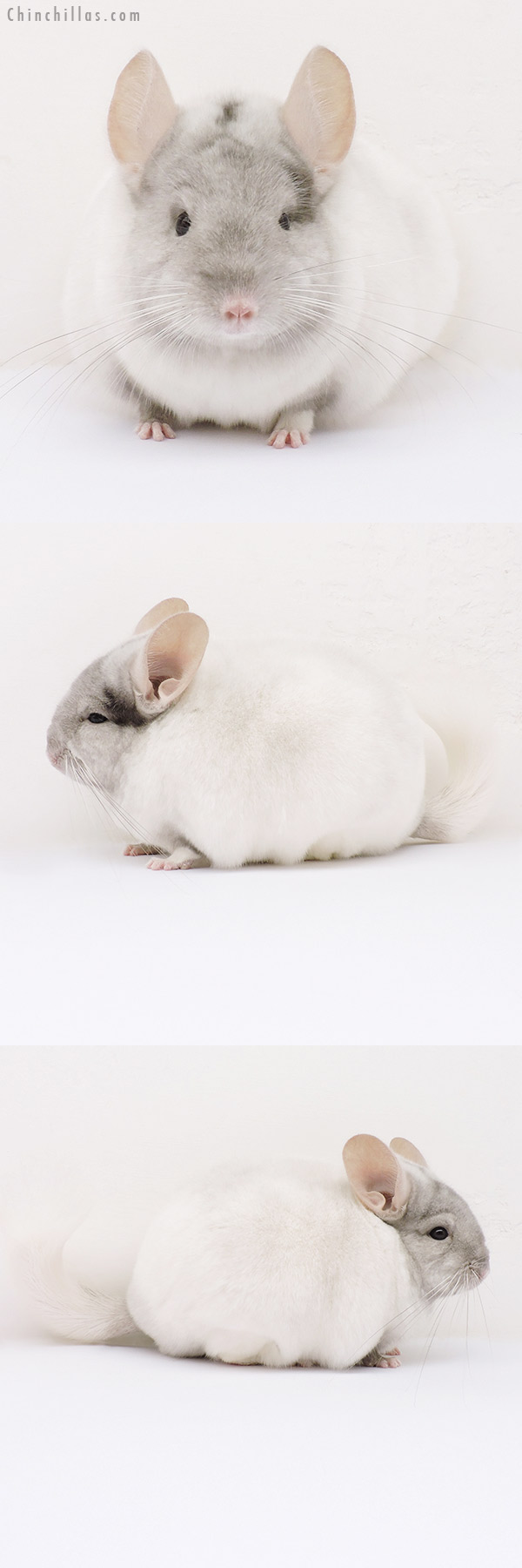 15359 Premium Production Quality Tan & White Mosaic Female Chinchilla