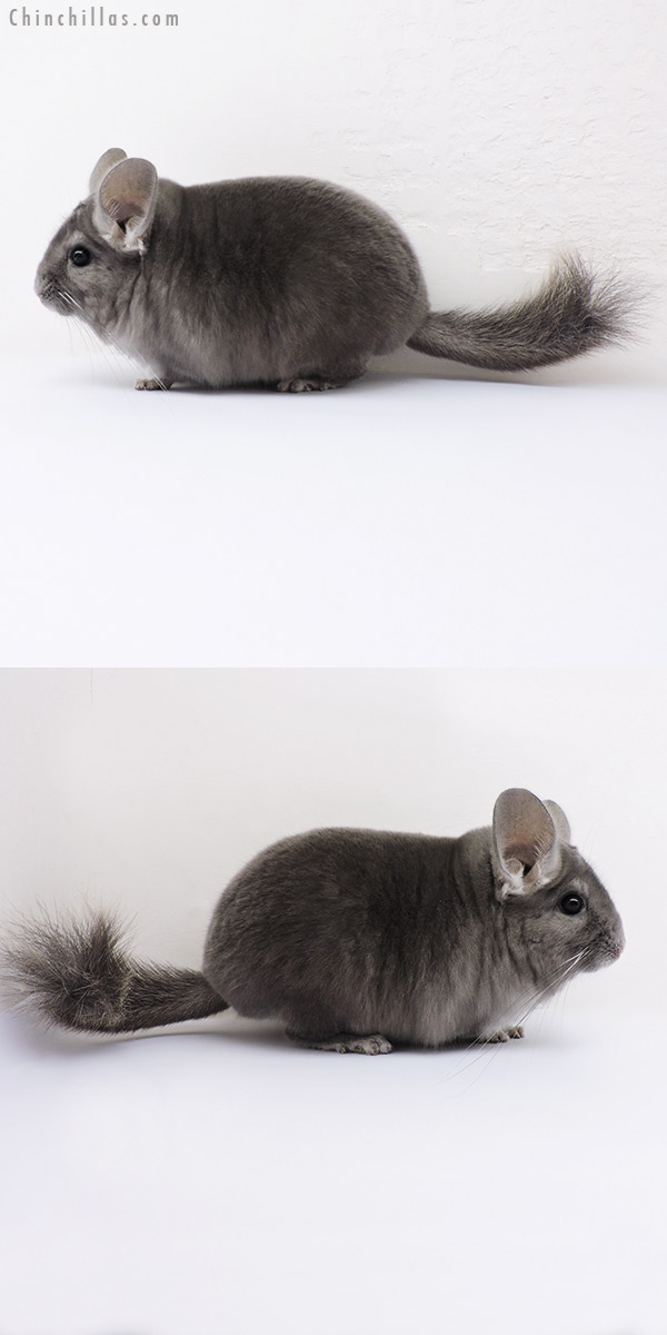 15346 Top Show Quality Wrap Around Violet Male Chinchilla