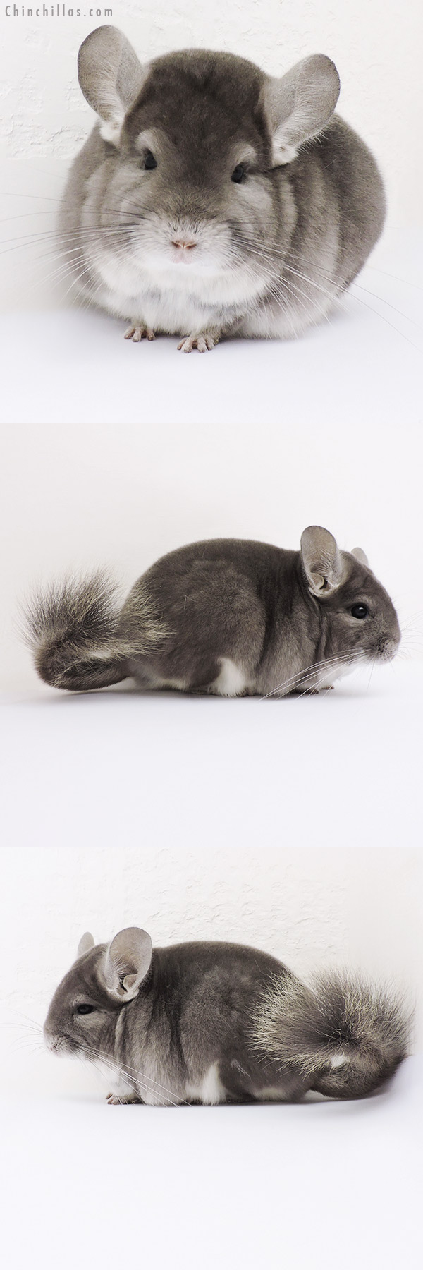 15358 Premium Production Quality Violet Female Chinchilla