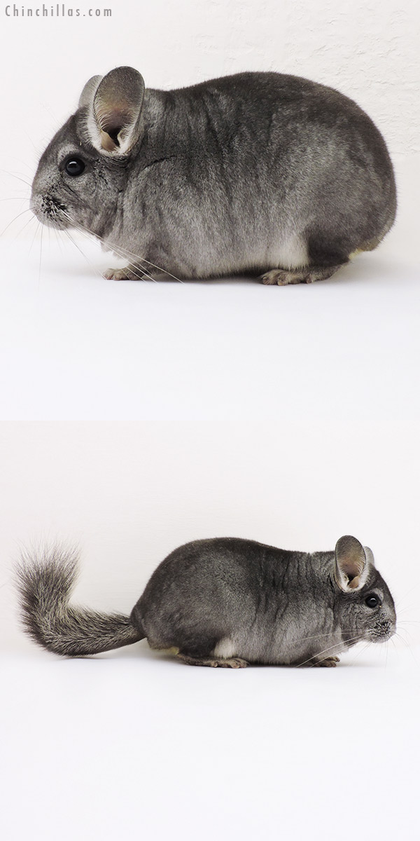 15305 Blocky Show Quality Sapphire ( Violet & Ebony Carrier ) Male Chinchilla