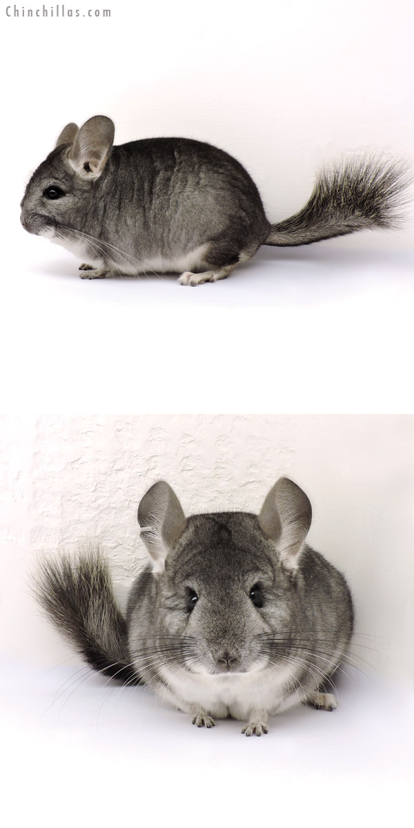 15009 Standard (  Royal Persian Angora Carrier ) Male Chinchilla