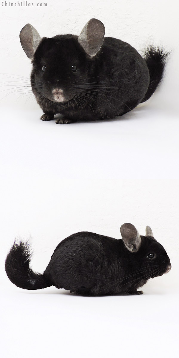 15284 Ebony Locken Male Chinchilla