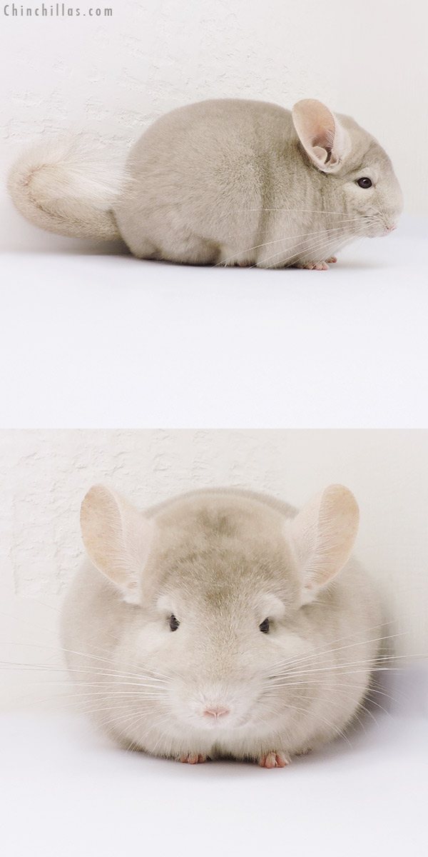 15357 Premium Production Quality Homo Beige Female Chinchilla