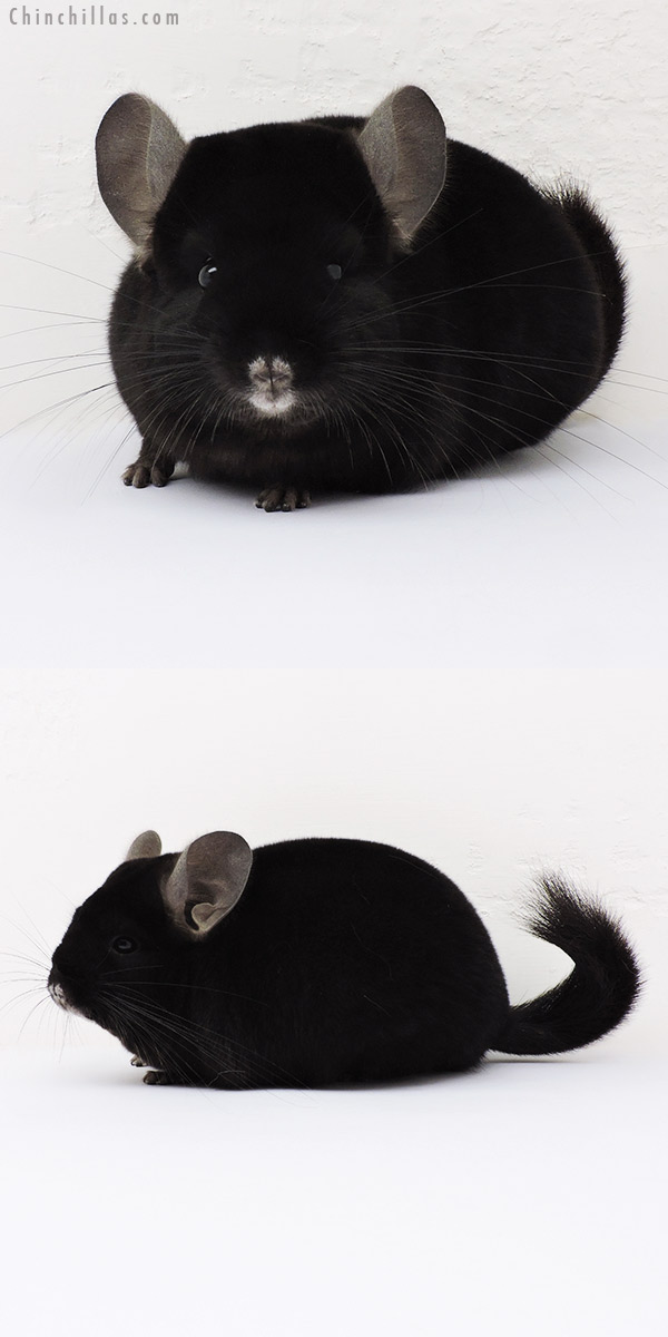 15366 Premium Production Quality Ebony Female Chinchilla