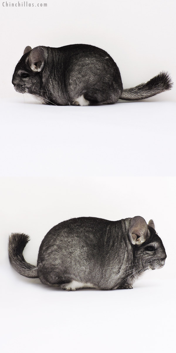 15367 Large Blocky Brevi Type Standard Female Chinchilla