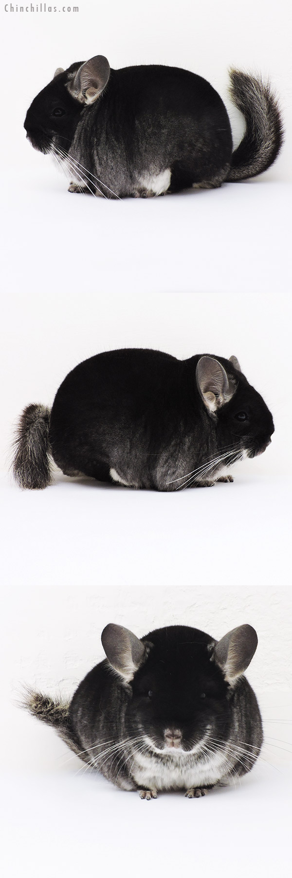 15354 Blocky Brevi Type Show Quality Black Velvet Male Chinchilla