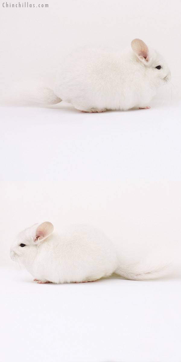 15369 Premium Production Quality Pink White Female Chinchilla