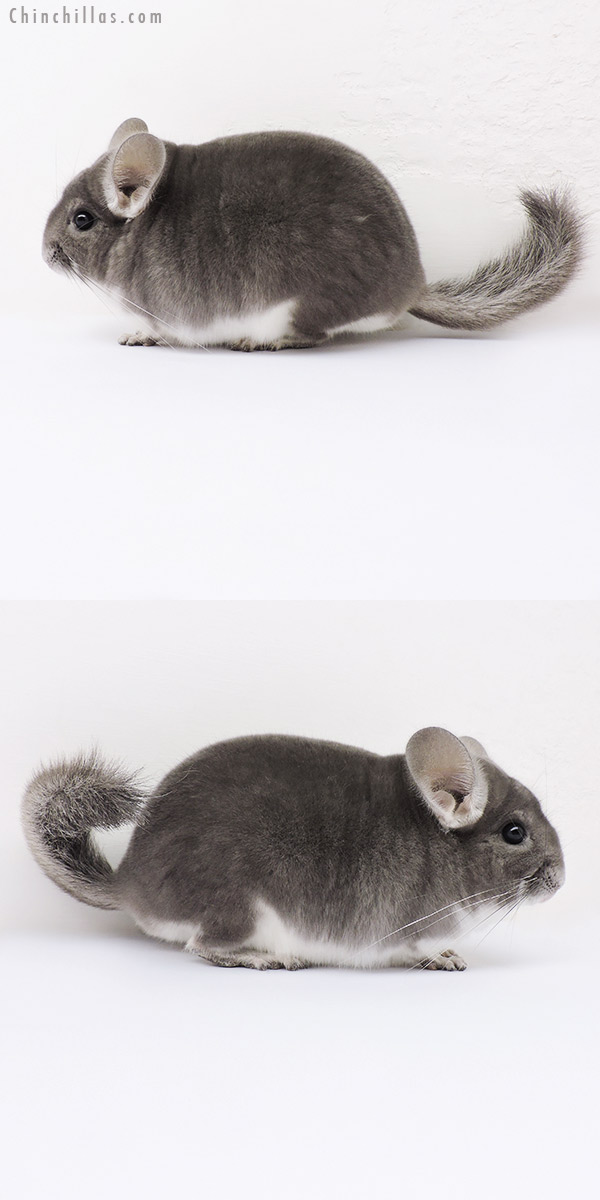 15348 Top Show Quality Violet Male Chinchilla