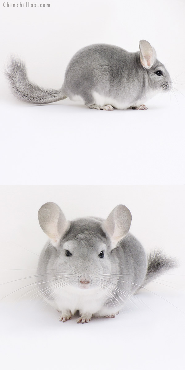 15347 Top Show Quality Blue Diamond Male Chinchilla