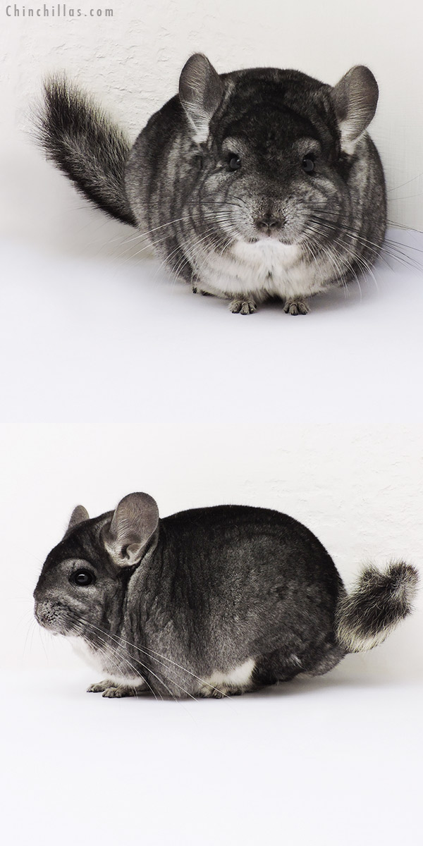 15368 Large Blocky Premium Production Quality Standard Female Chinchilla