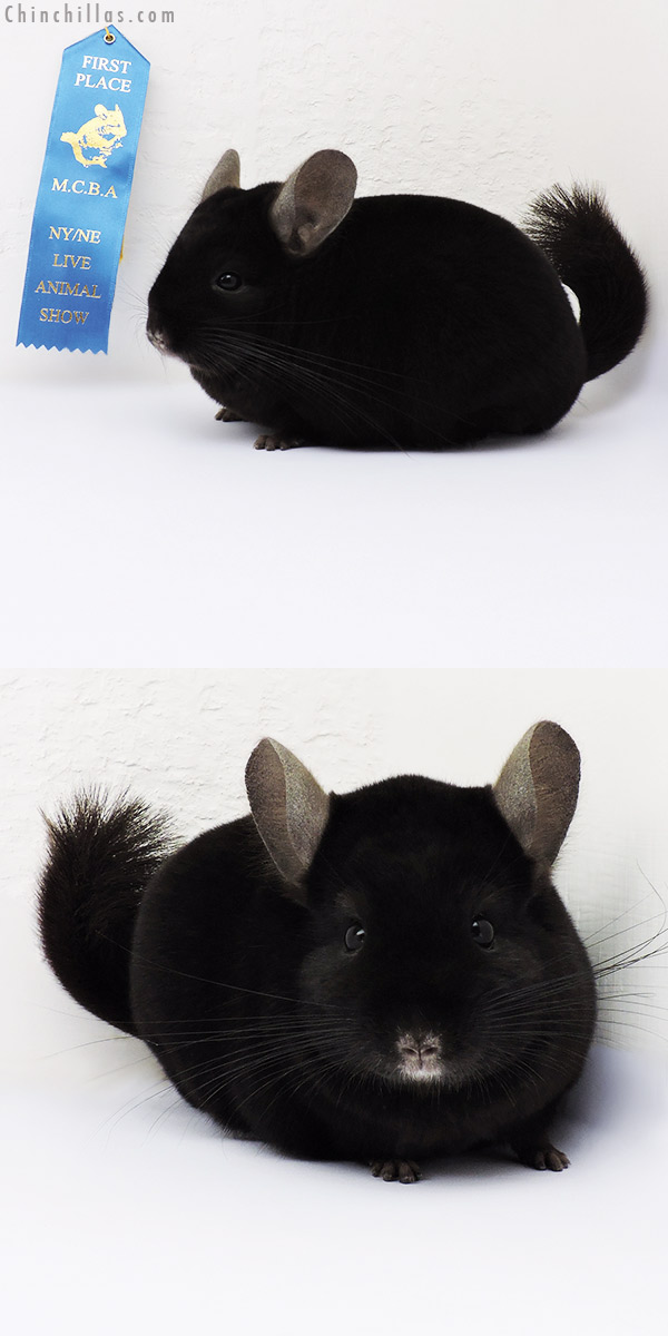 15363 1st Place Ebony Male Chinchilla