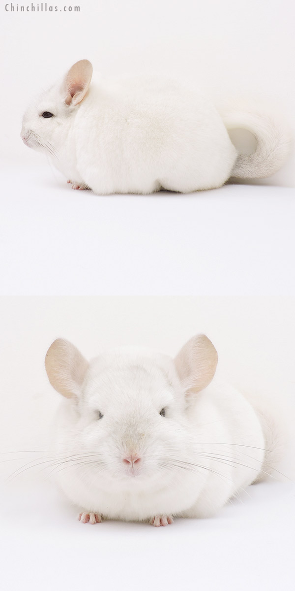 15356 Premium Production Quality Pink White Female Chinchilla