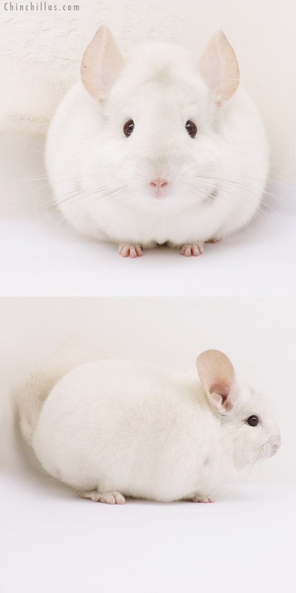 15353 Large Herd Improvement Quality Pink White Male Chinchilla