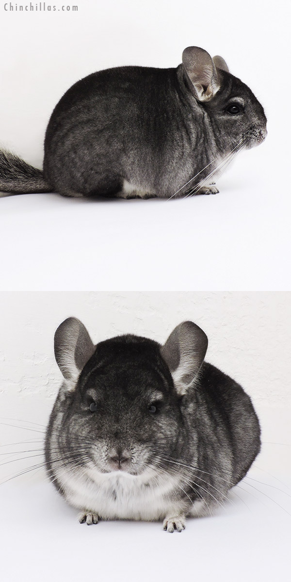 16002 Blocky Premium Production Quality Standard Female Chinchilla