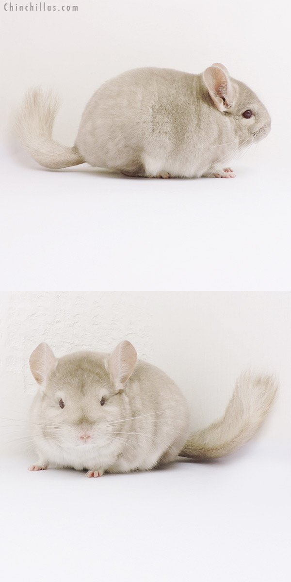 16015 Blocky Show Quality Homo Beige Female Chinchilla