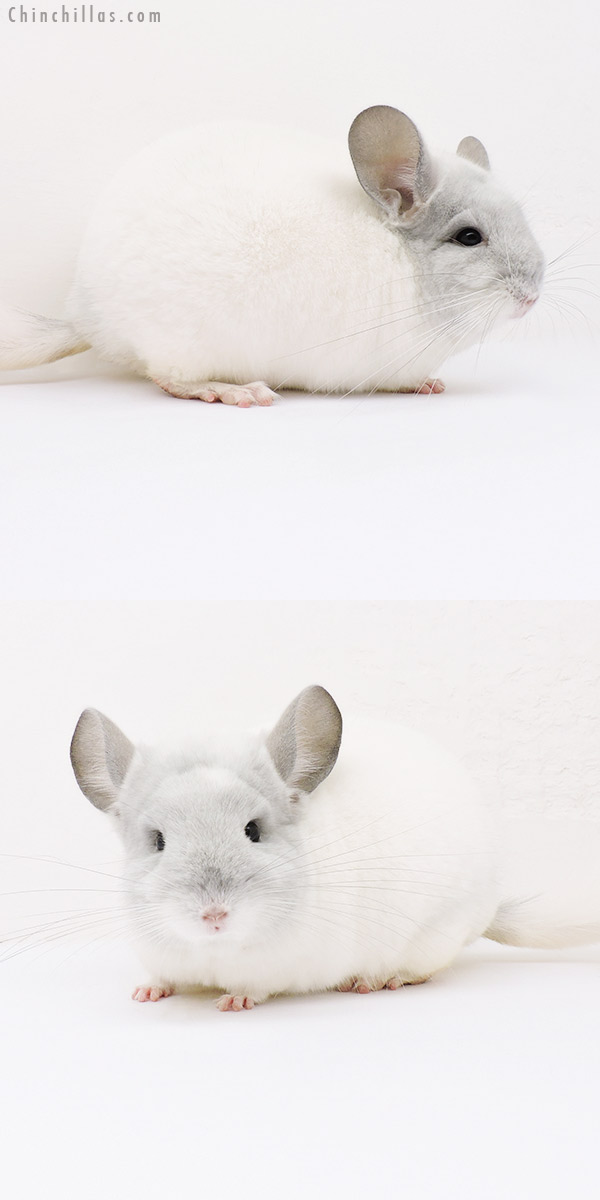 16017 Top Show Quality Violet & White Mosaic Male Chinchilla