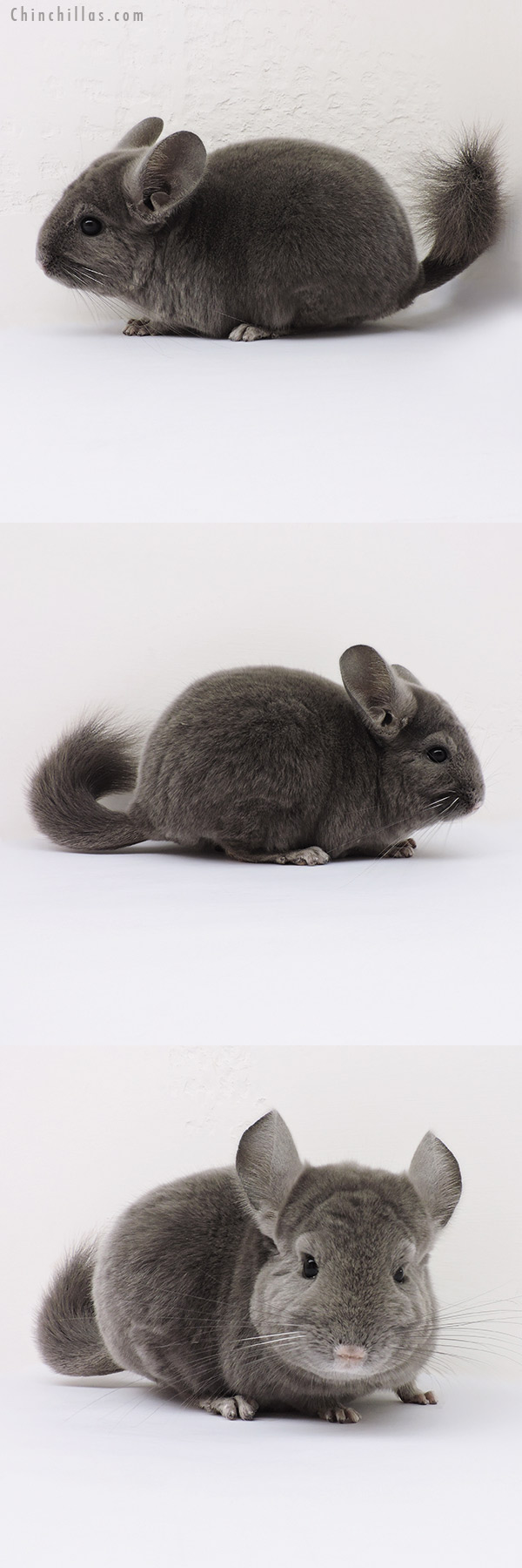 16011 Show Quality Wrap Around Violet Male Chinchilla