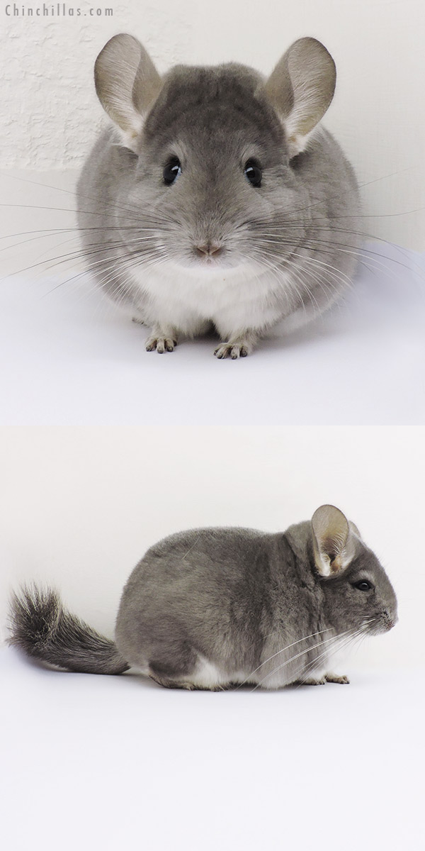 15360 Large Show Quality Violet Female Chinchilla