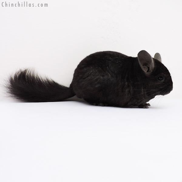 15365 Ebony Quasi Locken Male Chinchilla