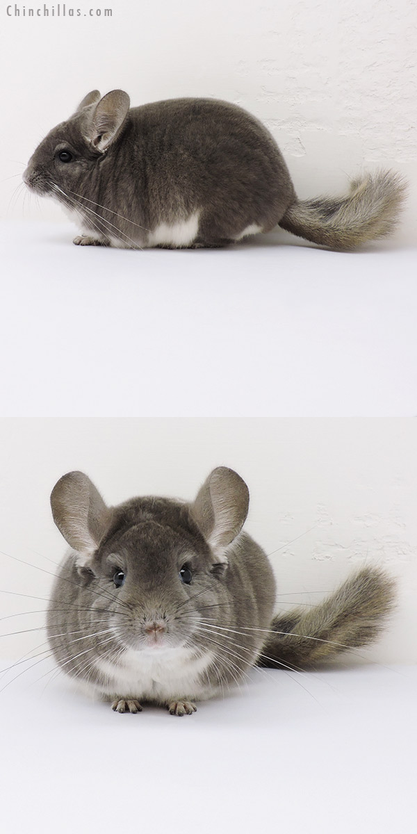 15364 Show Quality Violet Male Chinchilla