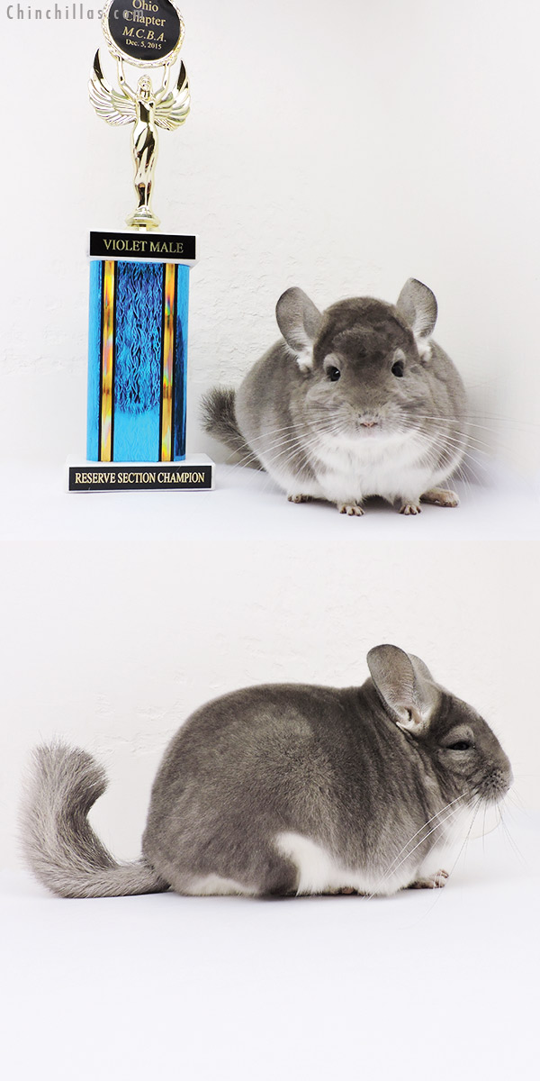 16007 Reserve Section Champion Violet Male Chinchilla