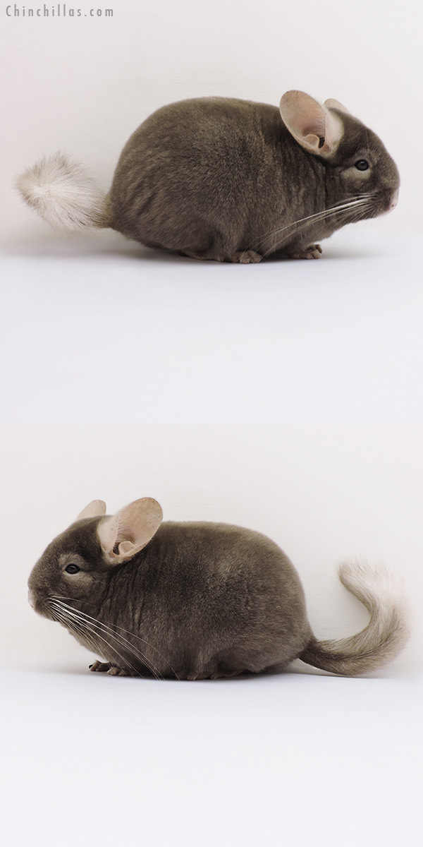 16018 Blocky Tan Female Chinchilla