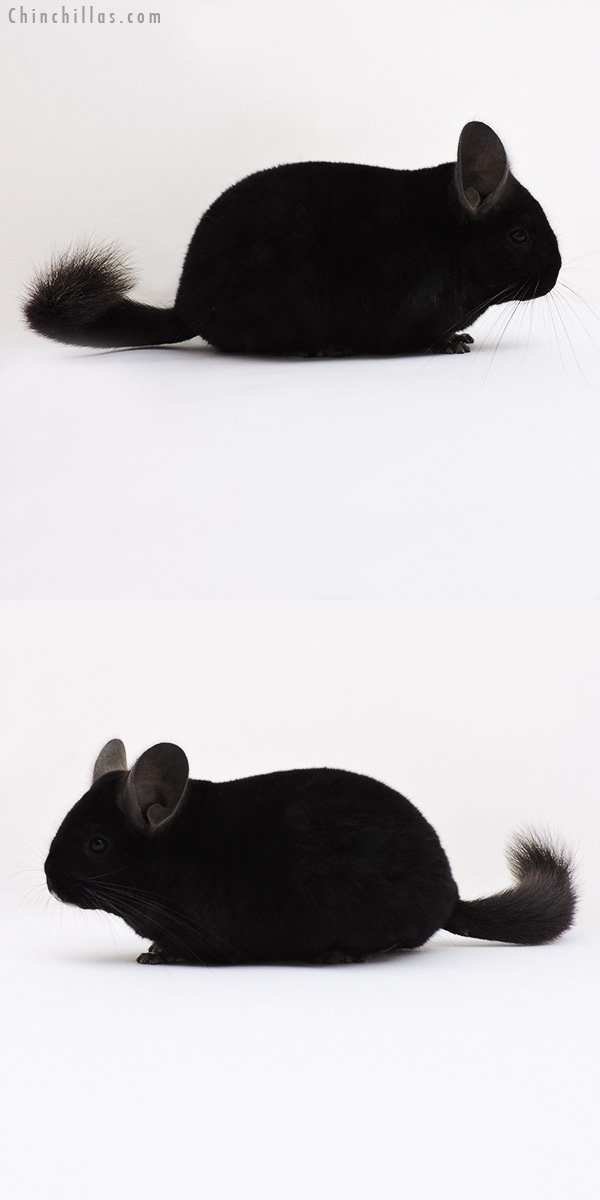 16012 Show Quality Ebony Female Chinchilla