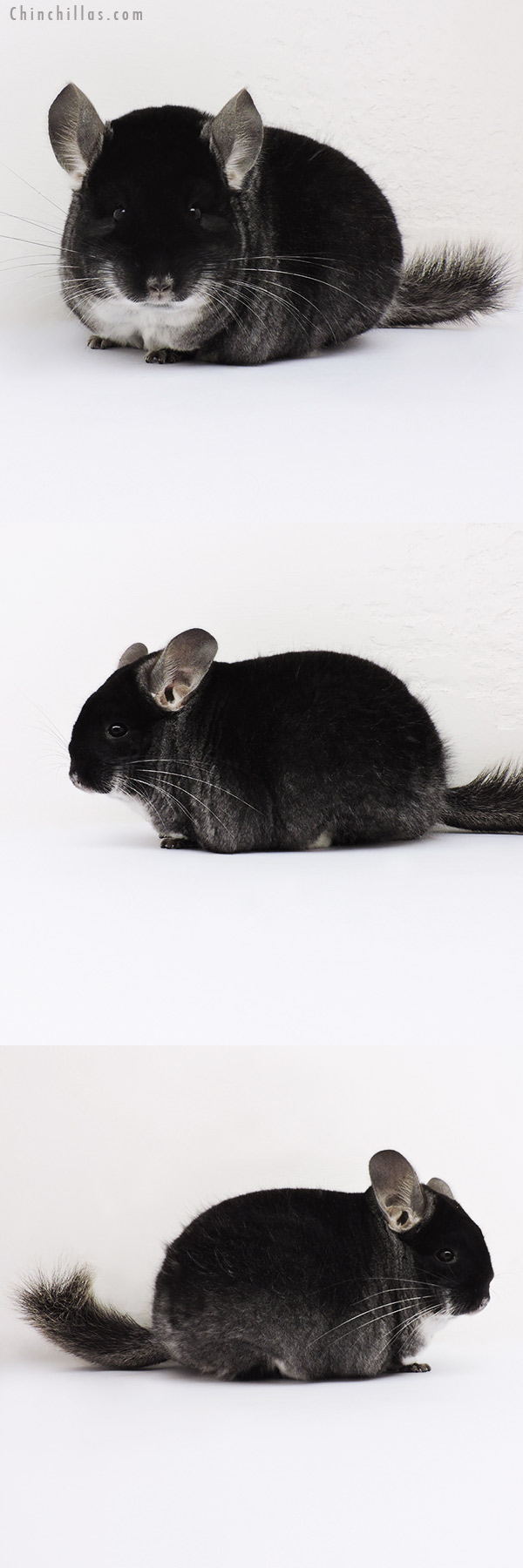 16014 Large Blocky Premium Production Quality Black Velvet Female Chinchilla