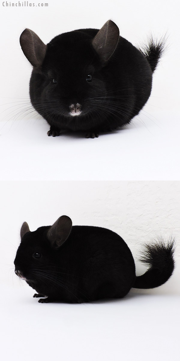 16001 Large Blocky Show Quality Ebony Female Chinchilla