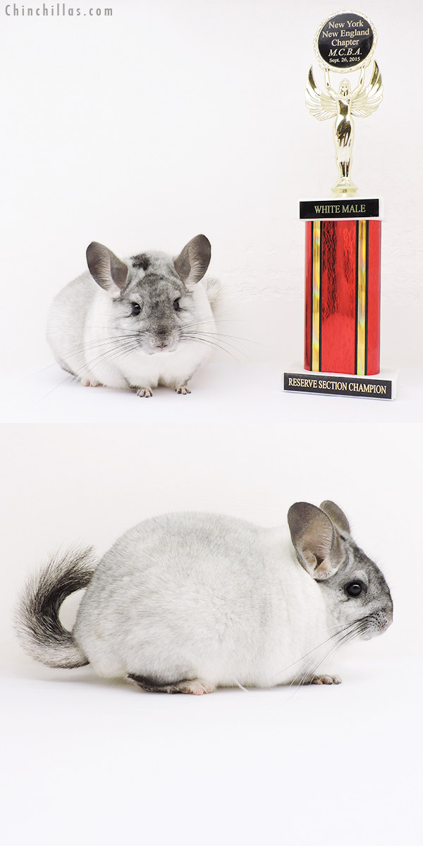 16008 Reserve Section Champion White Mosaic Male Chinchilla