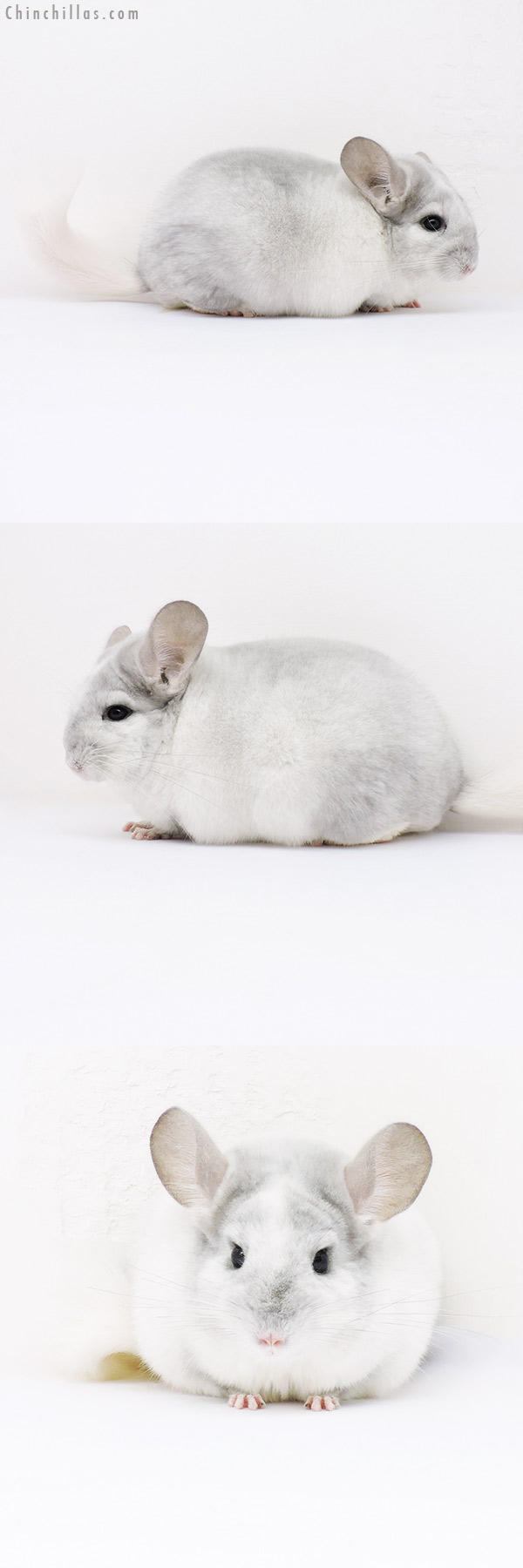 16019 Show Quality Violet & White Mosaic Female Chinchilla