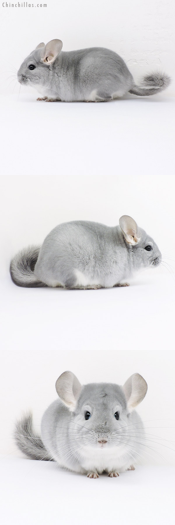 16020 Premium Production Quality Blue Diamond Female Chinchilla